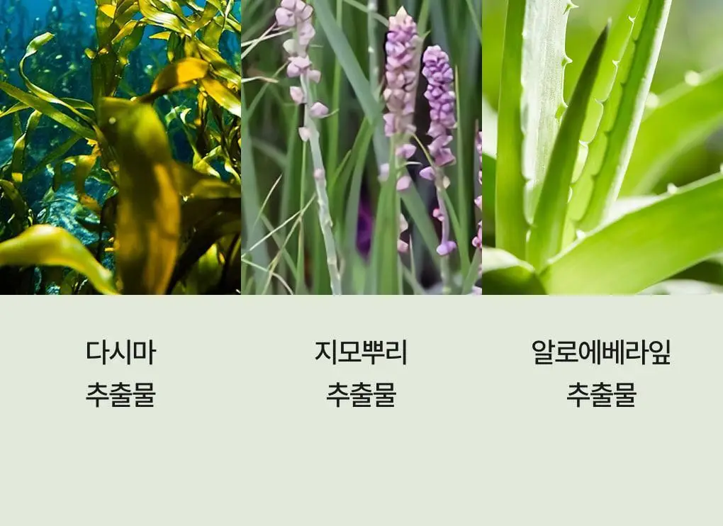 [성분천재/두피진정] 청미정 다시마 두피에센스 80ml 상세페이지 13
